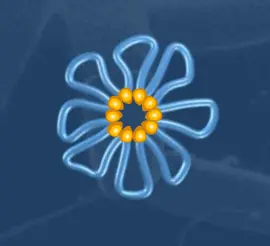 Bacterial Chromosome Compaction logo