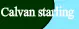Calvan starling's SheezyArt ID logo
