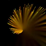 Catherine Wheel logo