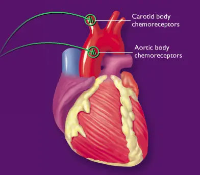 Chemoreceptor Reflex Control of Blood Pressure logo