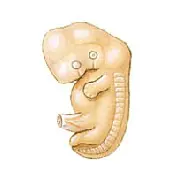 Fetal Development and Risk logo