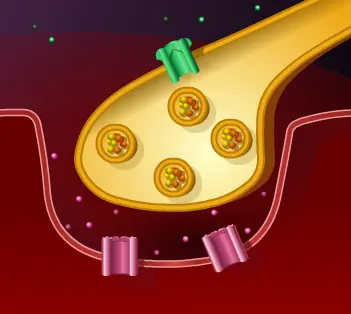Function of the Neuromuscular Junction logo