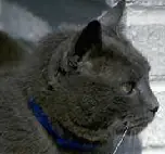 Good Cat logo
