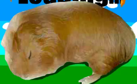 Guinea Pig Dreamin' logo
