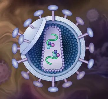 How the HIV Infection Cycle Works logo