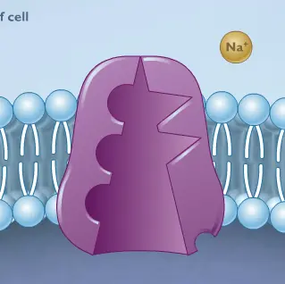 How the Sodium Potassium Pump Works logo