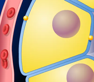 Hydrochloric Acid Production by Pariental Cells in the Gastric Glands of the Stomach logo