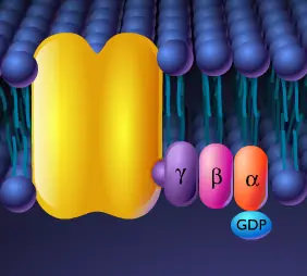 Membrane-Bound Receptors that Activate G Proteins logo