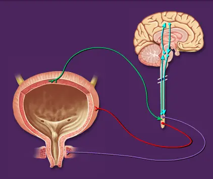Micturition Reflex logo
