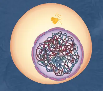 Mitosis logo