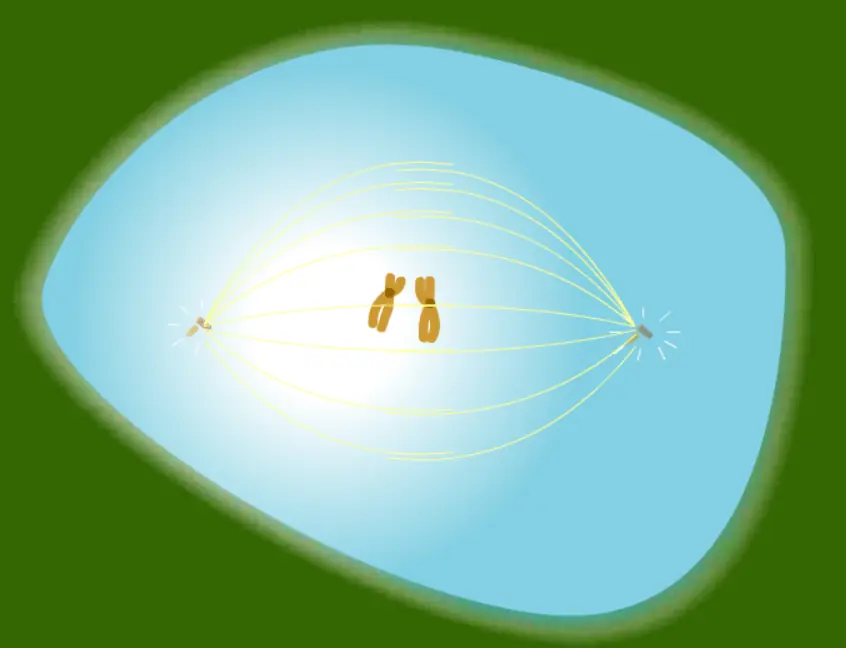 Mitosis logo
