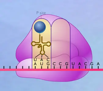 Protein Synthesis logo