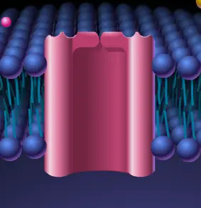 Receptors Linked to a Channel Protein logo