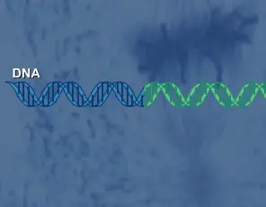 Simple Gene Expression logo