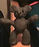 Stop Motion: Bear logo