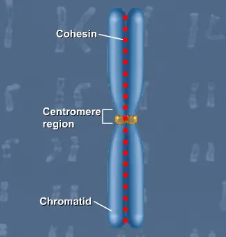 The Function of Cohesin logo