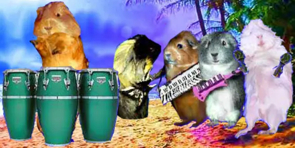 The Happy Guinea Pig Band logo