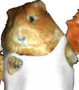 The Real Bing Cavy logo