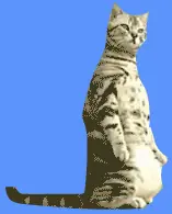 The Tale of the Übercat logo