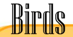 All About Birds 6 logo