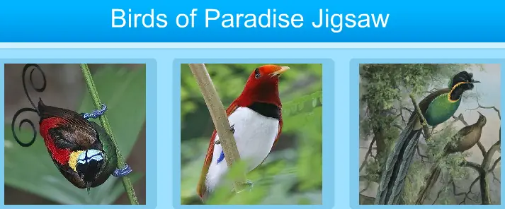 Birds of Paradise Jigsaw logo