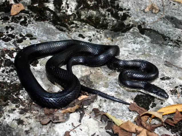 Black Rat Snake Jigsaw logo
