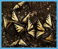 Butterflies Slider logo