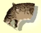 Camouflage logo