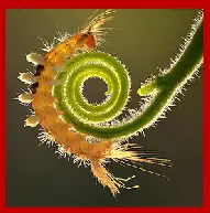 Caterpillar Slide Puzzle logo