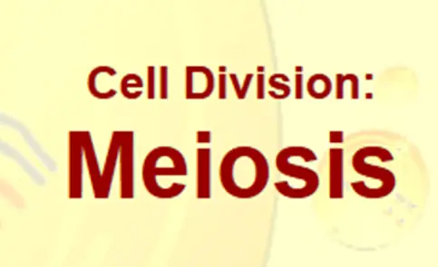 Cell Division: Meiosis logo