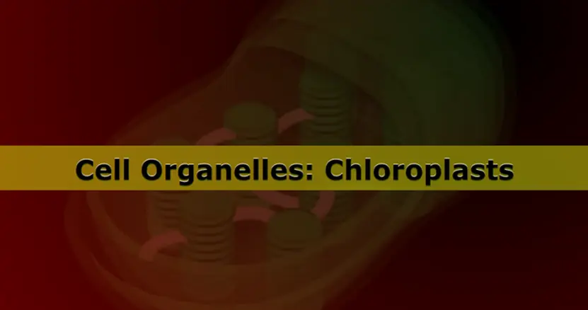Cell Organelles: Chloroplasts logo
