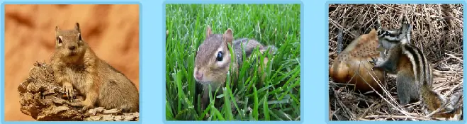 Chipmunks Jigsaw logo