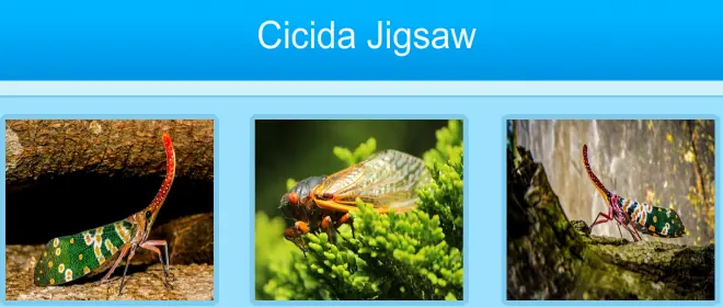 Cicida Jigsaw logo