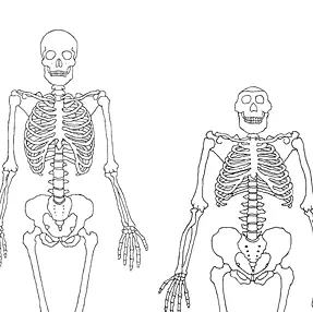 Compare the Skeletons logo