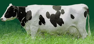 Cow logo