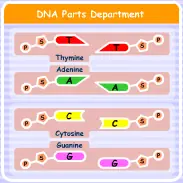DNA: Building the Blueprint of Life logo