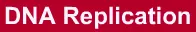 DNA Replication logo