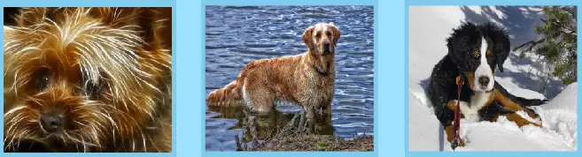 Dogs Jigsaw logo