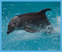 Dolphin Slider logo