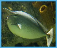 Elephant Fish Slider logo