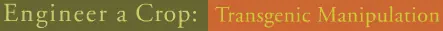 Engineer a Crop: Transgenic Manipulation logo