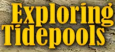 Exploring Tidepools logo