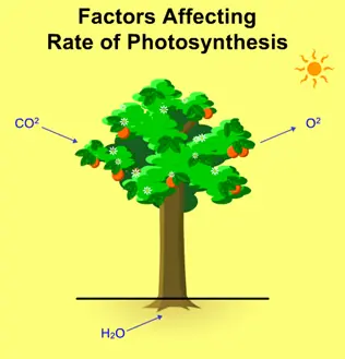 Factors Affecting Rate Of Photosynthesis logo