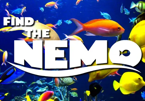 Find the Nemo logo