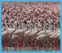 Flamingos Slider logo