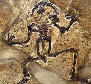 Fossils of the Cretaceous logo