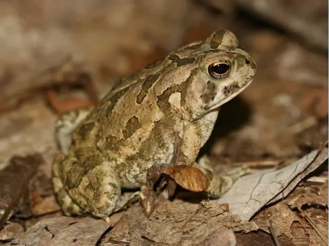 Fowlers Toad logo