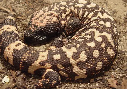 Gila Monster Jigsaw logo