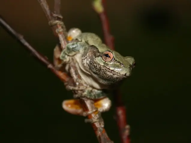 Gray Treefrog Jigsaw logo