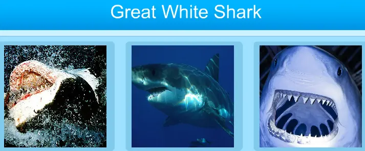 Great White Shark Jigsaw logo